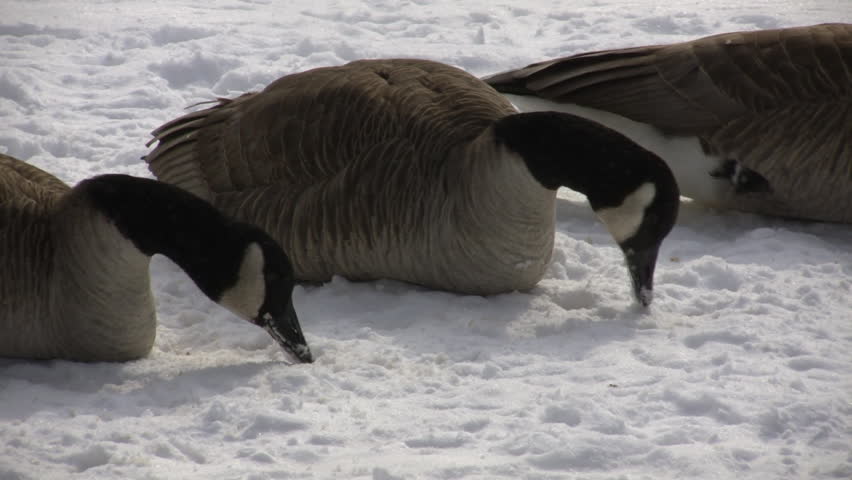 A small group of geese are resting and nibbling on the snow (High Definition)