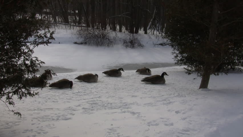 A small group of geese are resting and nibbling on the snow (High Definition)