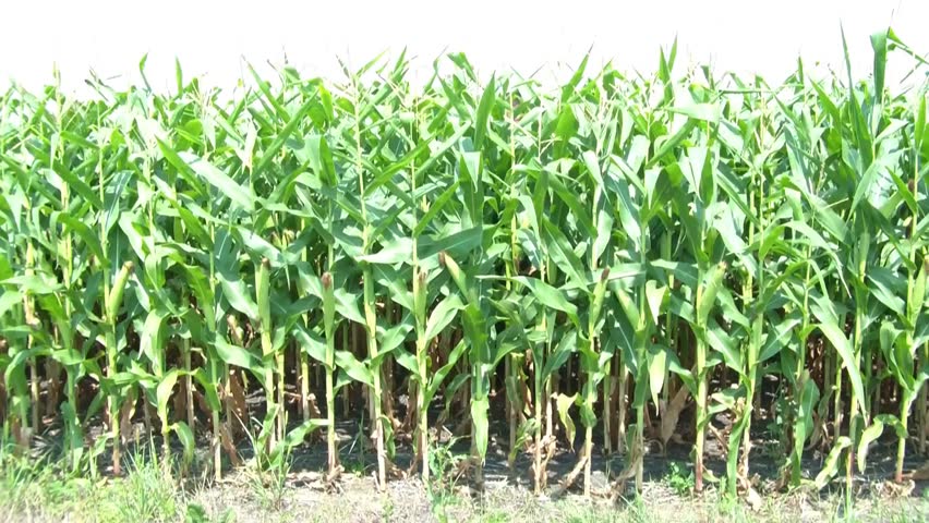 Businessman emerges from a cornfield lost in the sun with glasses on sideways, tie undone, and holding black laptop bag.
