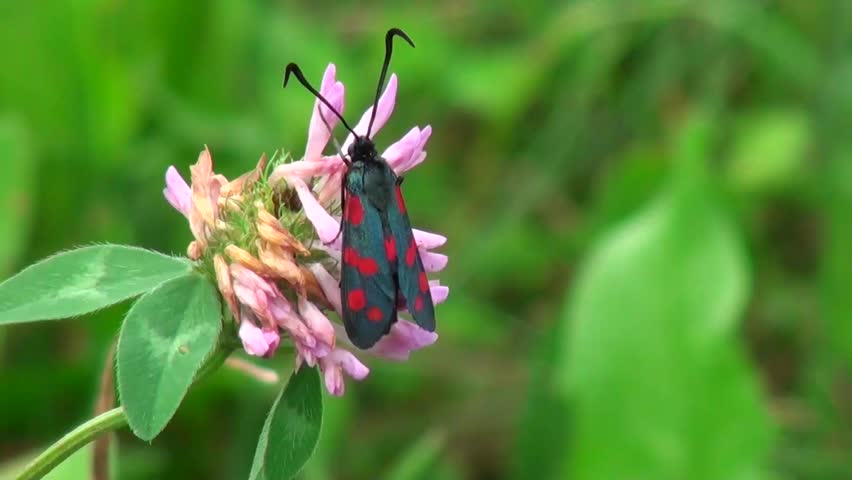 beautiful gray moth with red spots