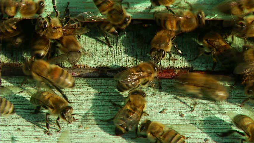 Nature Apiary. Bee-garden.
