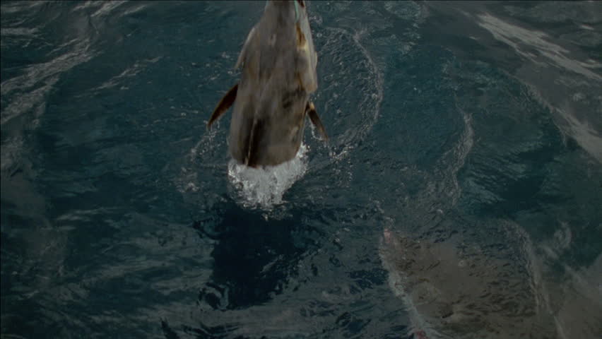 Great White shark in Spencer Gulf, Australia breaks the surface of the water and attempts to grab bait, a fish head, from a line hanging above the ocean