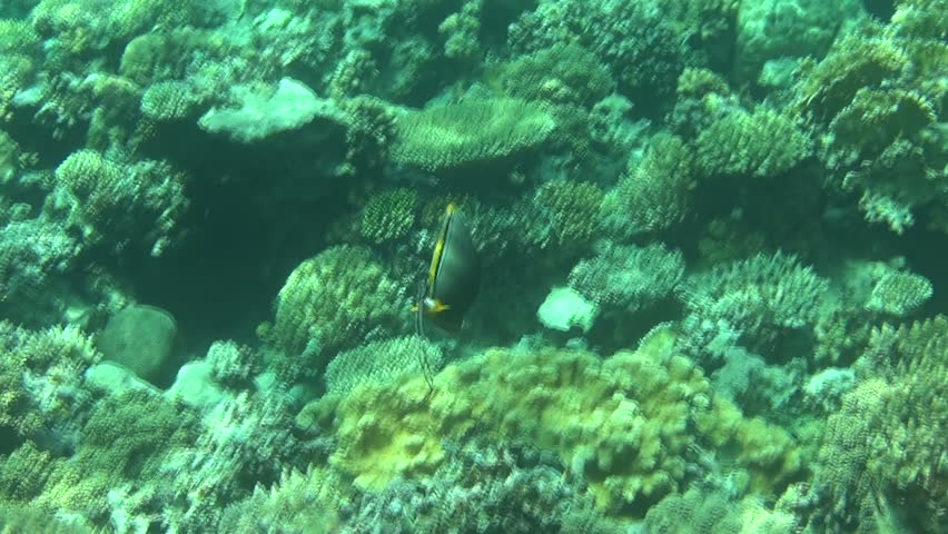 naso tang 