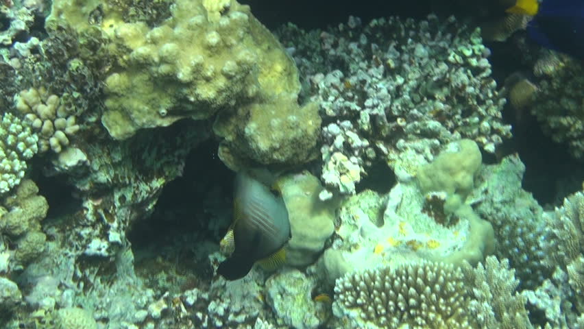fish red sea 05