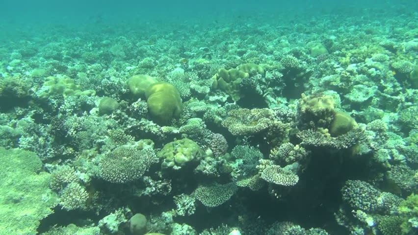 snorkeler come down on reef 02