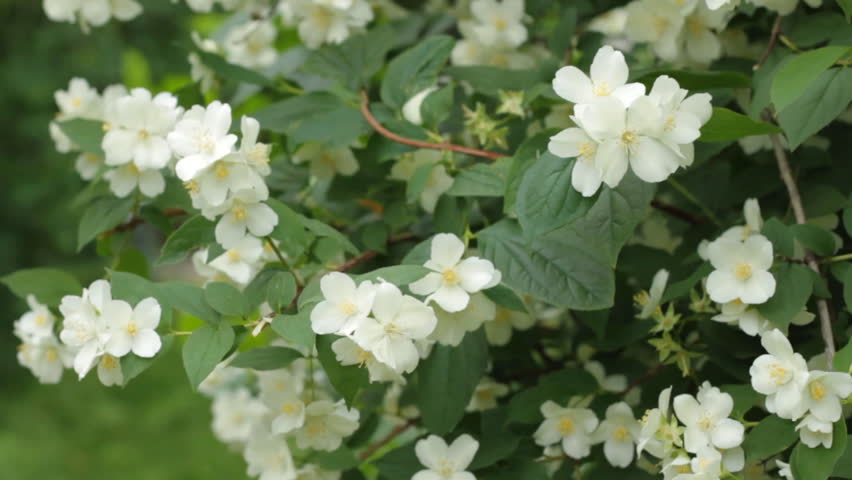 Flower jasmine 