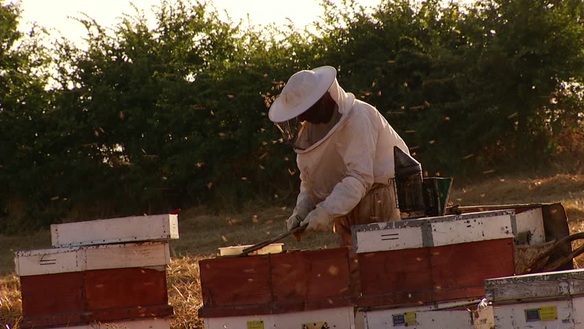 Apiary