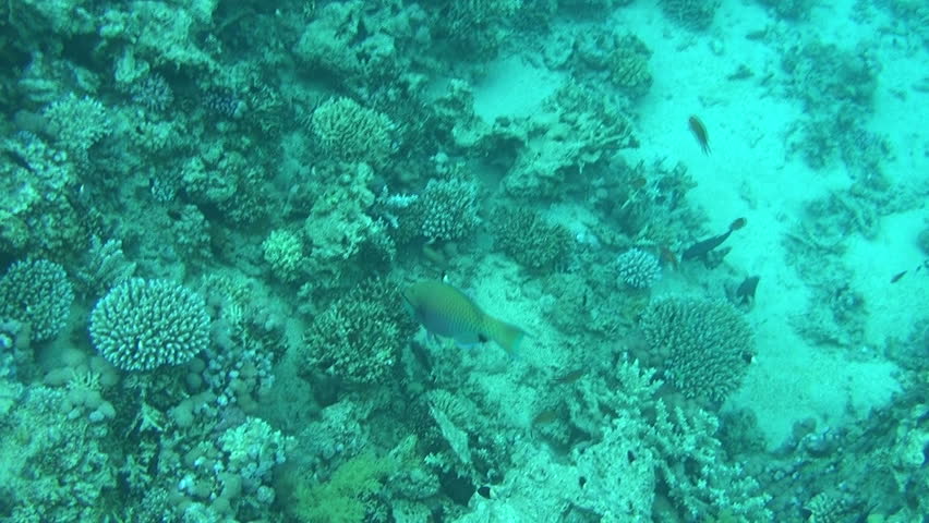 parrot fish 05