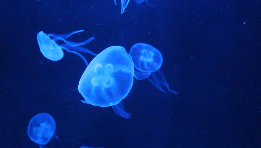 Moon Jellyfish, saucer jelly, common jellyfish