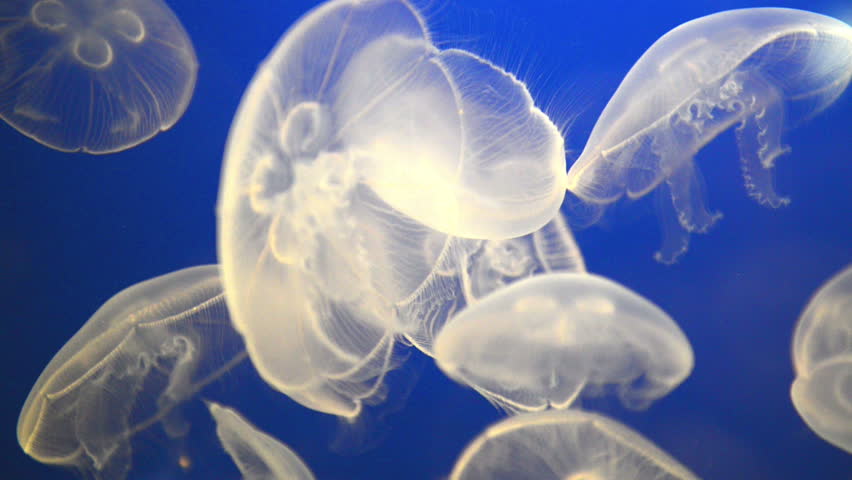 White jellyfish (Aurelia aurita or Moon jelly) in blue ocean water