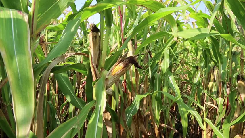 Cornfield