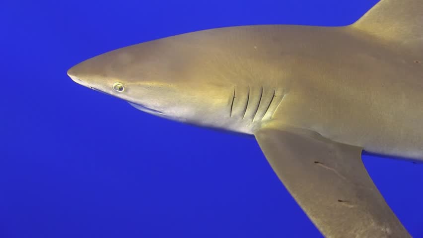 The oceanic white-tip shark, Carcharhinus longimanus, is a large pelagic shark inhabiting tropical and warm temperate seas.