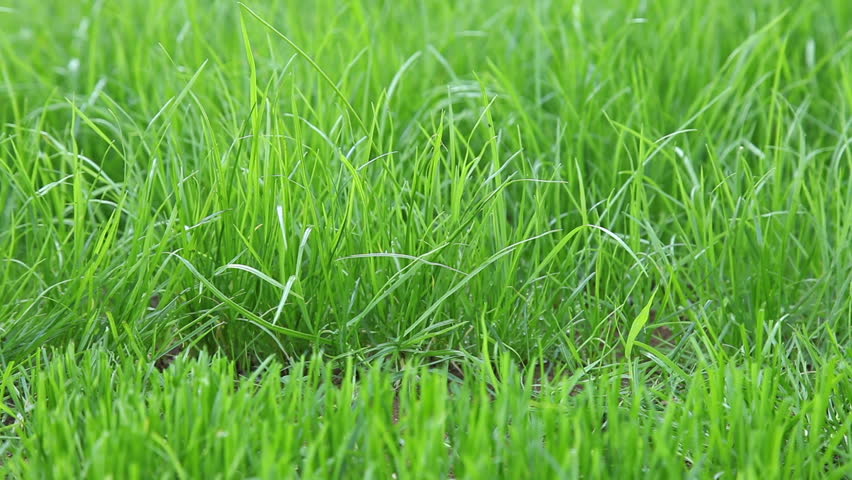Cutting green grass with electrical mower. Low angle, closeup.
