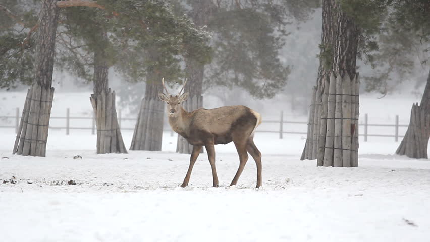 Young stag enduring the winter
