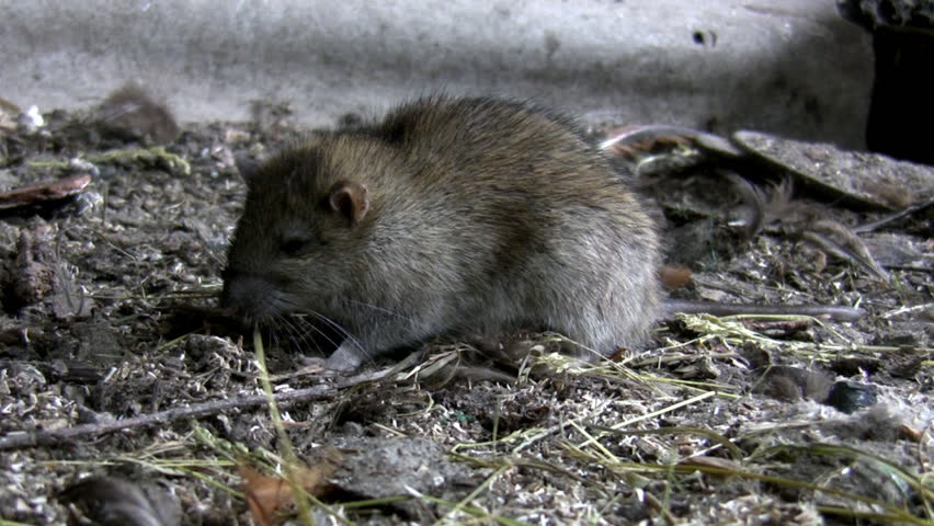 Rat on the filthy farm ground looking for food, sniffing leaves the scene