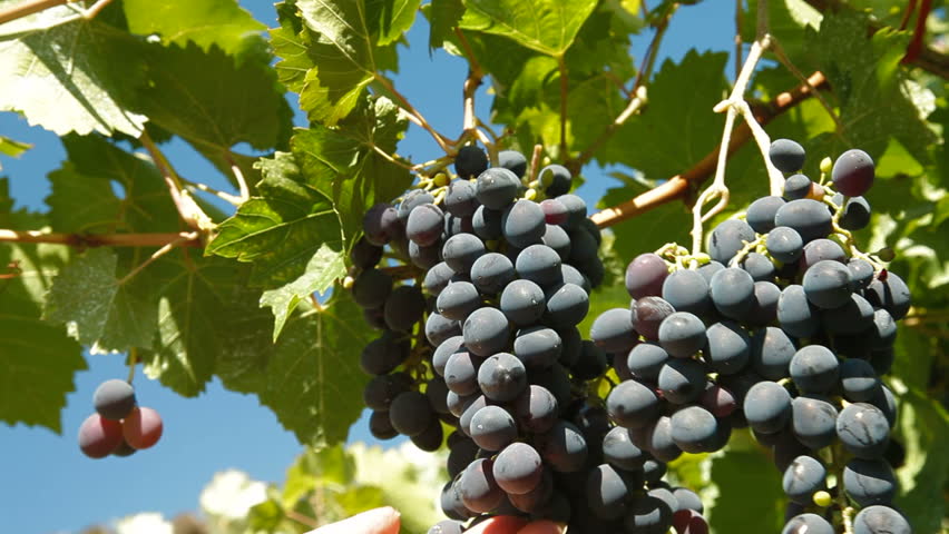 Female Hands Harvesting Grape Closeup