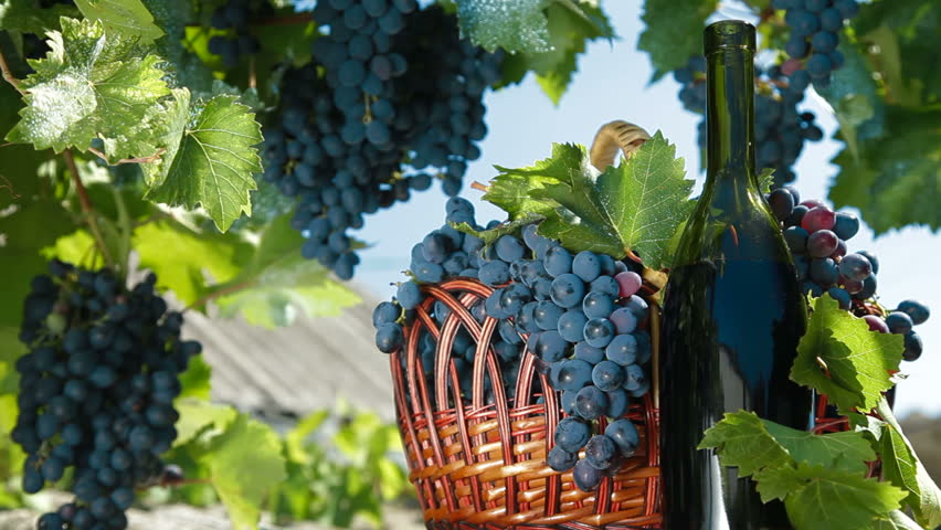 Fresh Dark Blue Grapes In Wicker Basket And Bottle Of Wine Against The Vine