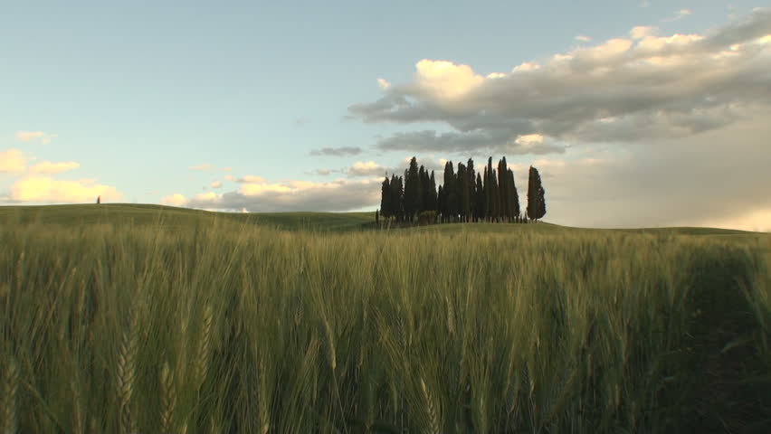 Group of cypresses as the sun starts to set in the Tuscan Val d'Orcia in the province of Siena, Italy