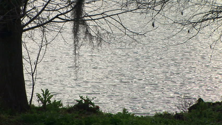 The water of a small pond framed by mosses oak tree glistens and gleams in the evening light.