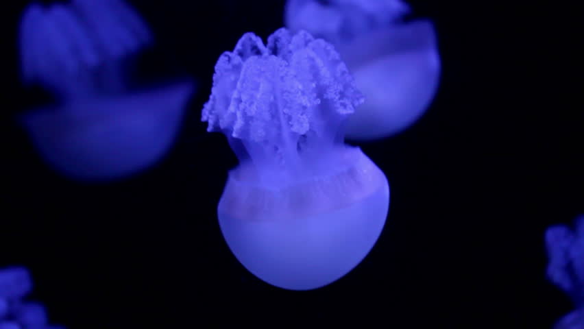 a lot of red jellyfish medusa in a black void, natural background