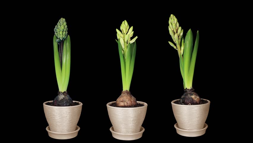 Time-lapse opening hyacinth flower buds ALPHA matte, (Hyacinthus)
