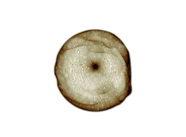 PAL - Close-up on a microscopic single cell (Loop).