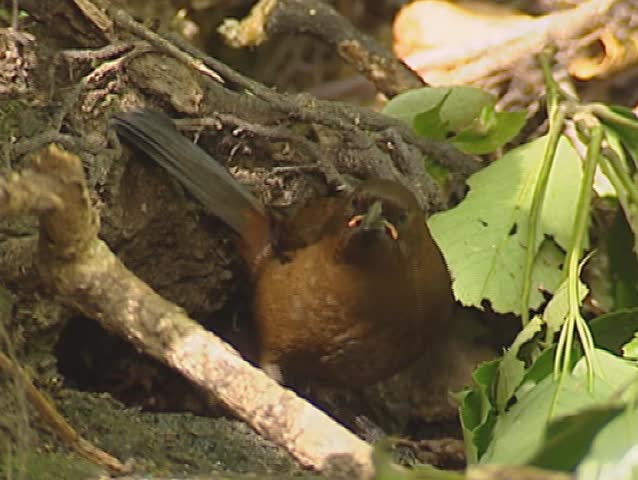 South Island Saddleback, Philesturnus carunculatus carunculatus, juvenile - drinks from puddle - close up