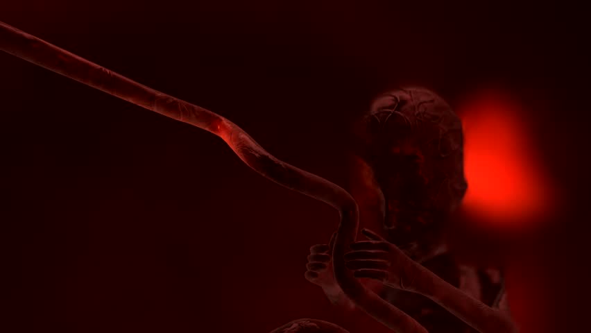 fetus in uterus