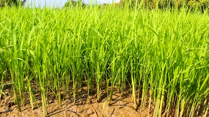 Young rice sprout ready to growing in the rice field, north of  thailand.