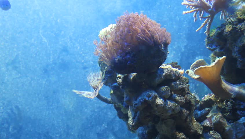 Anemona, coralls in underwater world. video