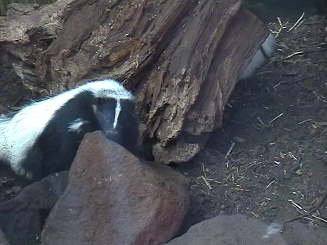 Skunk amongst rocks