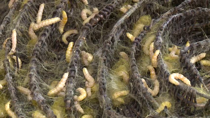Larvae