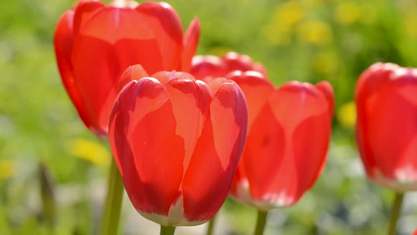 spring red tulips and wind  macro background