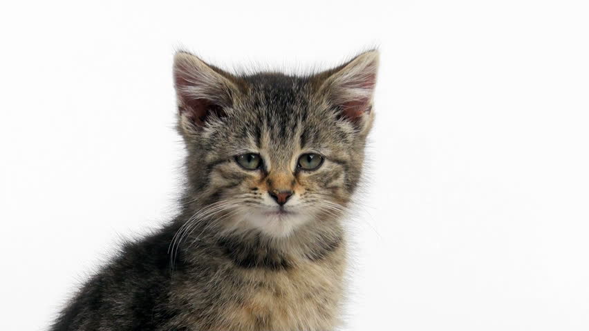 Cute tabby kitten sitting and taking a bath on an animal print blanket on white background