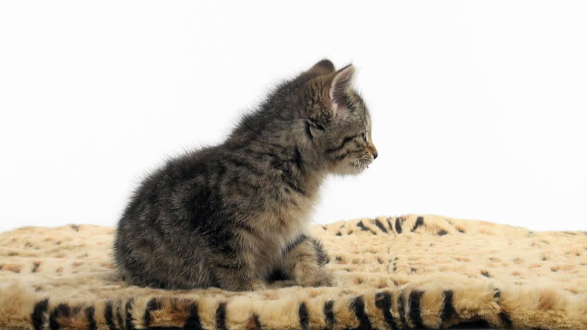 Cute tabby kitten sitting and taking a bath on an animal print blanket on white background