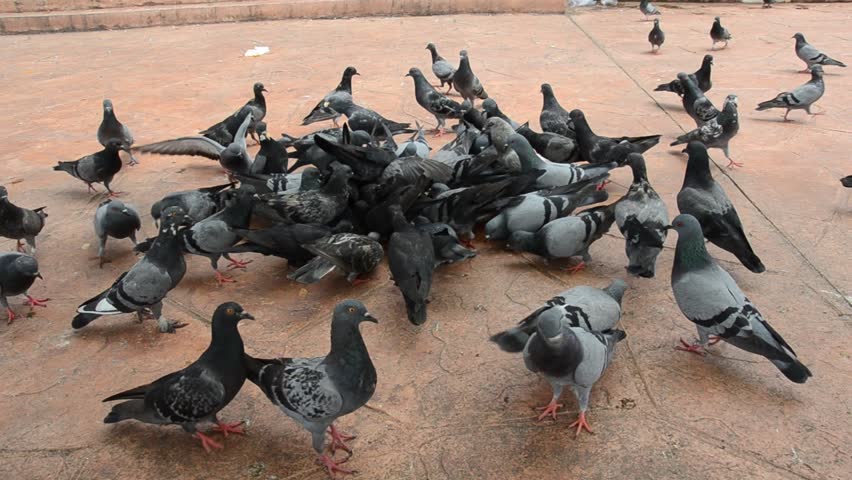 Pigeons swarming the loaf of bread and get rid of it in a few seconds
