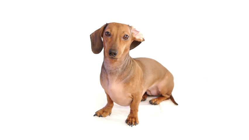 HD - Funny dachshund