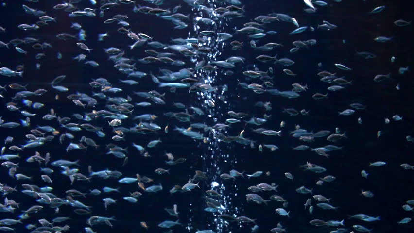 tropical fish underwater