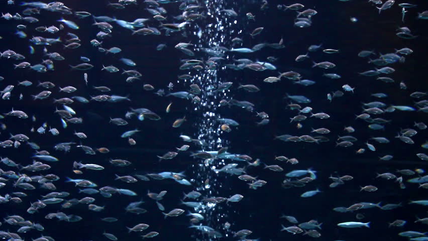 tropical fish underwater