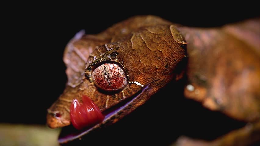 Satanic Leaf-tailed Gecko (Uroplatus phantasticus) cleaning eye in Ranomafana rain forest in eastern Madagascar. Red eyes and horns above eyes earn this supremely camouflaged lizard its devilish name.