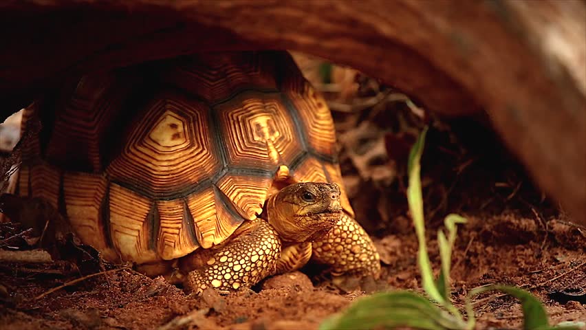 Angonoka or Ploughshare tortoise in Madagascar. This is the most critically endangered tortoise in the world (~500 left in the wild). Extinction predicted in 10 years. Zoology, Biology, Herpetology.