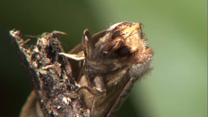Brown moth hanging on twig