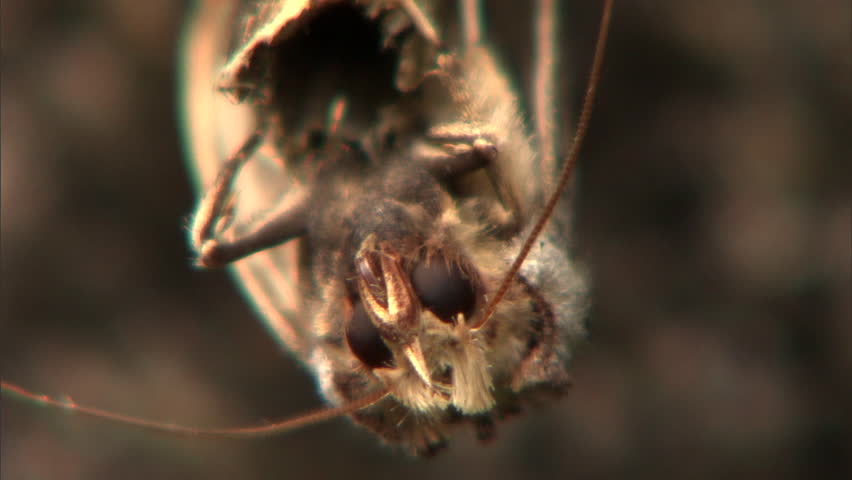 Brown moth hanging on twig