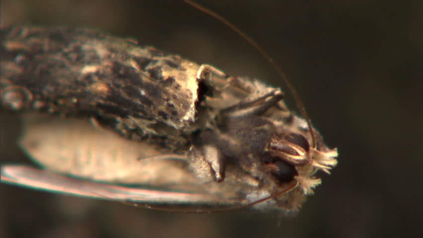 Brown moth hanging on twig