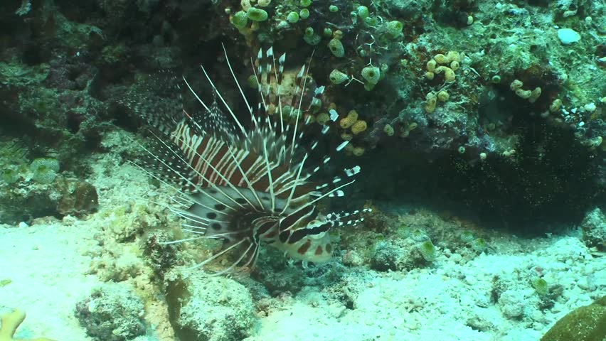 Fish sting