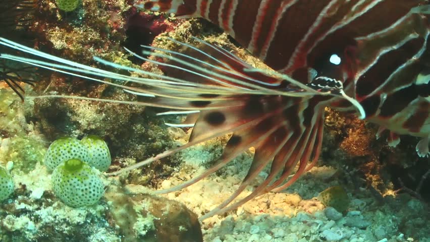 Fish sting
