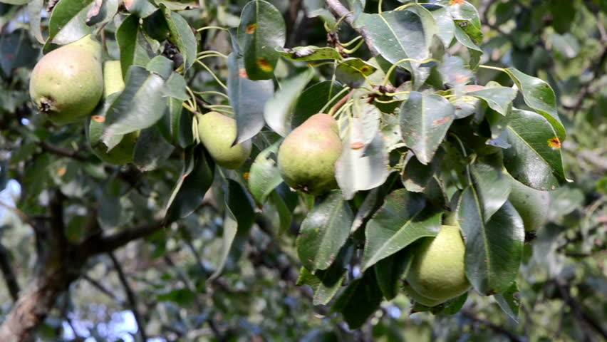 closeup pear tree branch with fruits move in wind. healthy ecologic diet nutrition food.