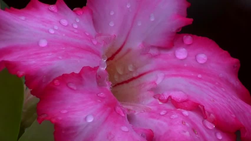 Ziegenfuss-Morning Glory (Ipomoea pes-caprae)