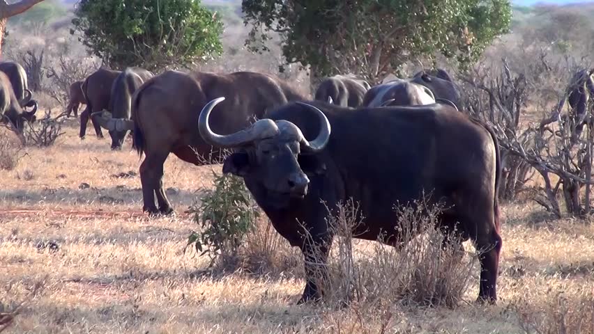 African buffalo (Syncerus caffer)