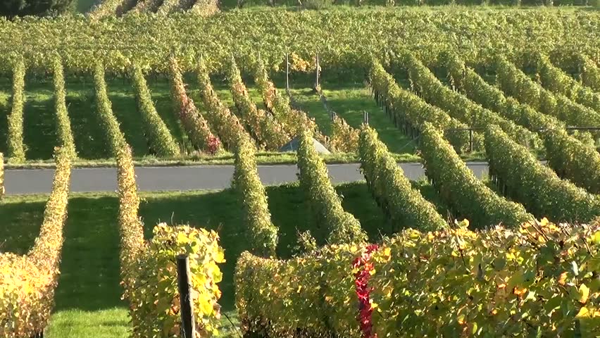 Tractor in the vineyard